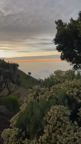 merbabu dengan edelweiss dan sunrise Nya ✨⛰️#merbabuviasuwanting #fypppp 