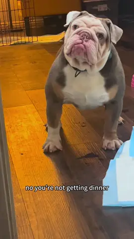 Dogs with attitude 🤣#fyp #foryou #foryoupage #funny #dog #dogsoftiktok #dogsoftiktok #doglover #usa🇺🇸 #cute #dogs #funnyvideos #funnymoments 