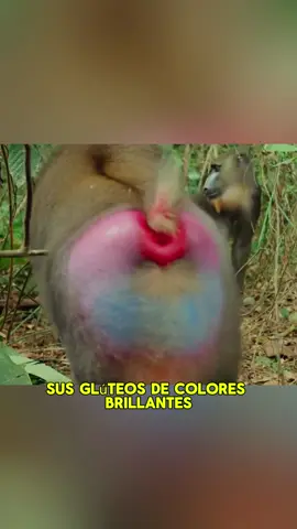 His brightly colored buttocks and fiery red lips drive females crazy#animals #Foryou #Friendship #Us