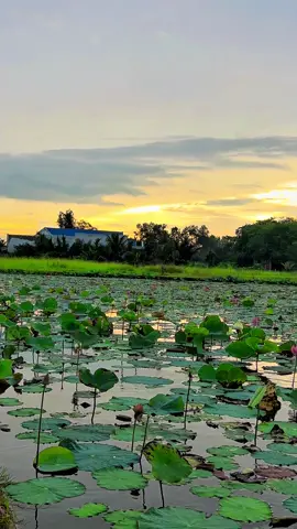 Woth munirangseyserey vong thamcho 😍#khmer #xh 