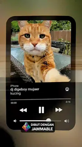 #kucing #digeboymujair #lucu #meme 