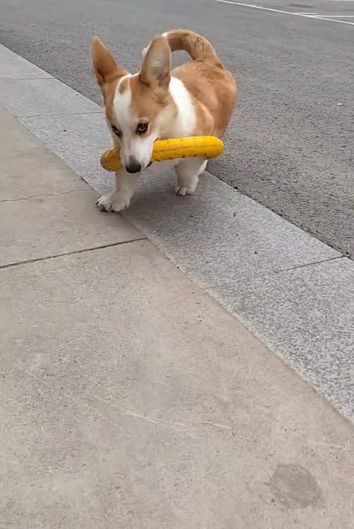 Happy dog#corgi #happydog #dog #happy 