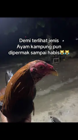 Sindir diri sendiri😹 #salamkakikiri #salamsatuhoby🐓🐓🐓🙏 #pemainayam #plhipinimportf #kakigetar🐓 #sweeter 
