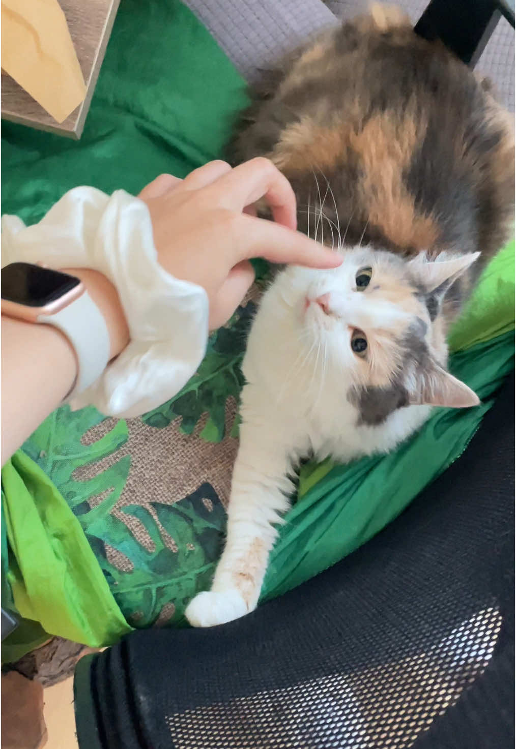 #рекомендации #кошка #cats #животные 