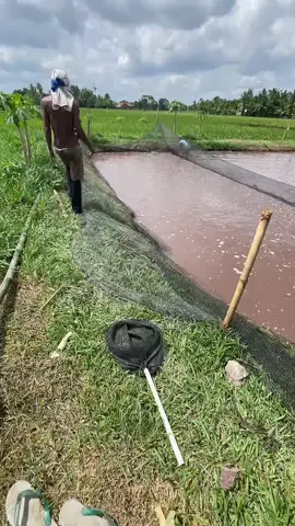 masa depan milik mereka yang tidak hanya bermimpi, tapi juga beraksi dan punya nyali #peternakmuda #peternaklele #peternakpemula #budidayaikan #belitangokutimur 