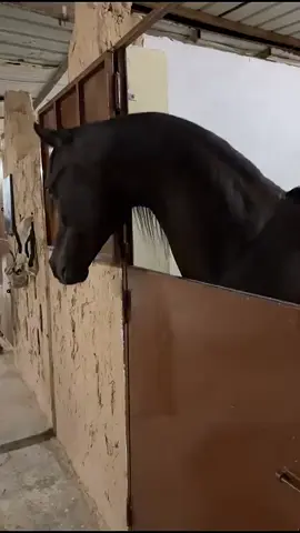 #عاشق_الخيل 