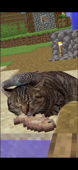 Kitty‘s craft#面白いペット #可愛いペット #funnyvideos #面白い動画 #cuteanimals #intresting #dogsoftiktok #catsoftiktok #catmeme #Minecraft #catslovers #fyp #minecraftmemes 