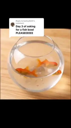 Replying to @karley8635 ASMR Fishbowl smash #asmr #oddlysatisfying #smash #jelly #ai #fyp 