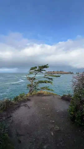Cape Flattery, Neah Bay, Washington #washingtonhikes #coastalhike #Hiking #pacificnorthwest #CapCut #pacificcoast #pacificocean #waves #capeflattery 