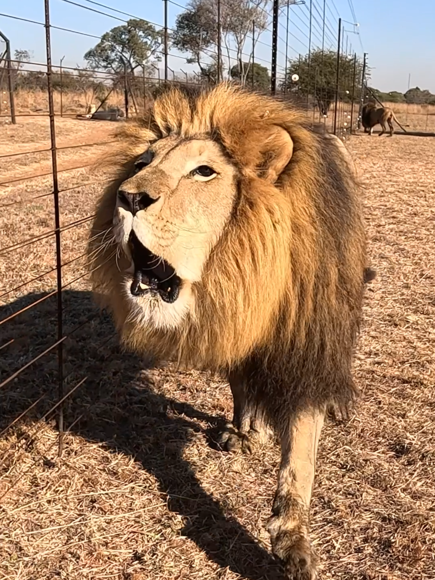 That roar sounds like a dinosaur! Rescued LION BROTHERS George and Yame go for a walk! New Youtube video out today - Kevin Richardson explains the secret language of lions. #cat #lion #lionking #kittycat #animal #nature #dinosaur