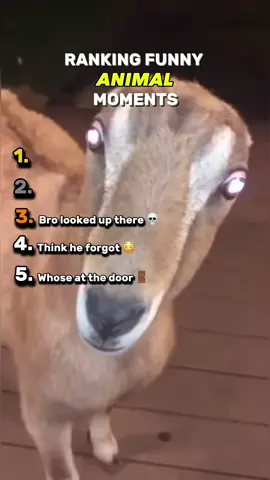 Funniest ANIMAL Moments #funnyanimals #pets #funny #memes #bestof #top5 #fyp #foryouu 