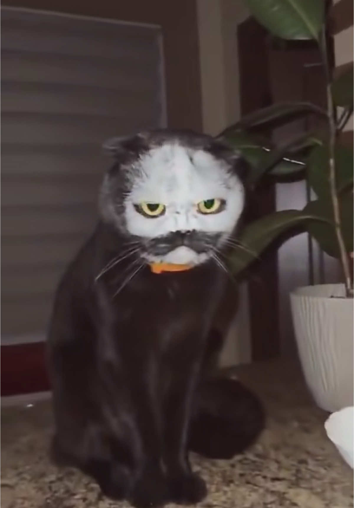 #catlovers #catslovers #cat #🐈 #fypシ゚viral #fyp #xyzbca #kucinglucu #kucing 