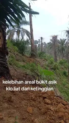 berkebun itu asik #ppkssimalungun #mentripertanian #pejuangtbs🌴 