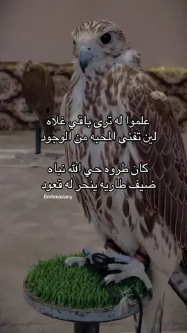 ‏علموا له ترى باقي غلاه  ‏لين تفنى المحبه من الوجود  ‏كان طروه حي الله نباه  ‏ضيف طاريه ينحر له قعود #حايل #السعودية #اكسبلور #حايلندا #حر #explore #fyp #الهلال 