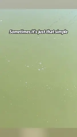 Sometimes it’s just that simple 🎣🎣🔥🤷‍♂️#fishinglure #bass #fppppppppppppppppppp #fishing #bait #frp #fishinglife #fishingchallenge #lures #fish #sharkbait #lurefishing #foryoupage #fishinglures 