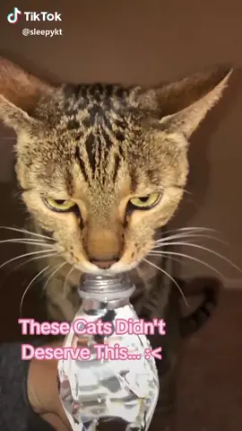 In Case Y'all Don't Know. Squirting Water Into They're Face Might Cause The Water To Get Into Their Nose. And It Makes The Cat Lose Its Trust In The Human.