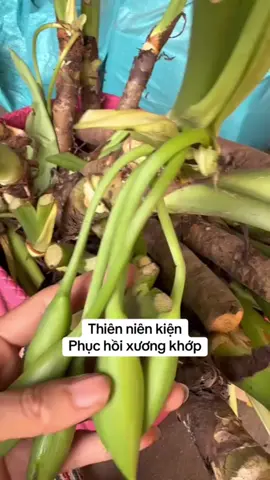 #thankinhtoa #xuhuong #thoatvidiadem #tebichantay #thiennienkien 