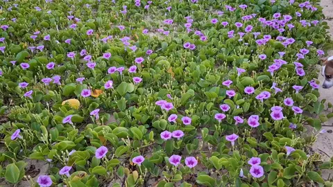 Buenos días 😊 ☕ 🌊🌴☀️. Linda caminata, amanecer gris, pero hermosas flores entre arena de ceda y aguas tibias qué sususrran lo bello de la vida. Si puedes viajar no lo dejes para después Para reservar llama o escribe al número 04120434447 #choroni  #choroní  #henripittier #playa  #posadachoroni  #casaione #turismo  #travel #playasvenezolanas  #playas  #costadeoro  #hotel  #hospedaje  #viajes #venezuela  #españa #huesped #huespedfeliz  #hospedaje #aragua #tours #vacaciones #excursion #posada #sol☀ #mar #relax #descanso 