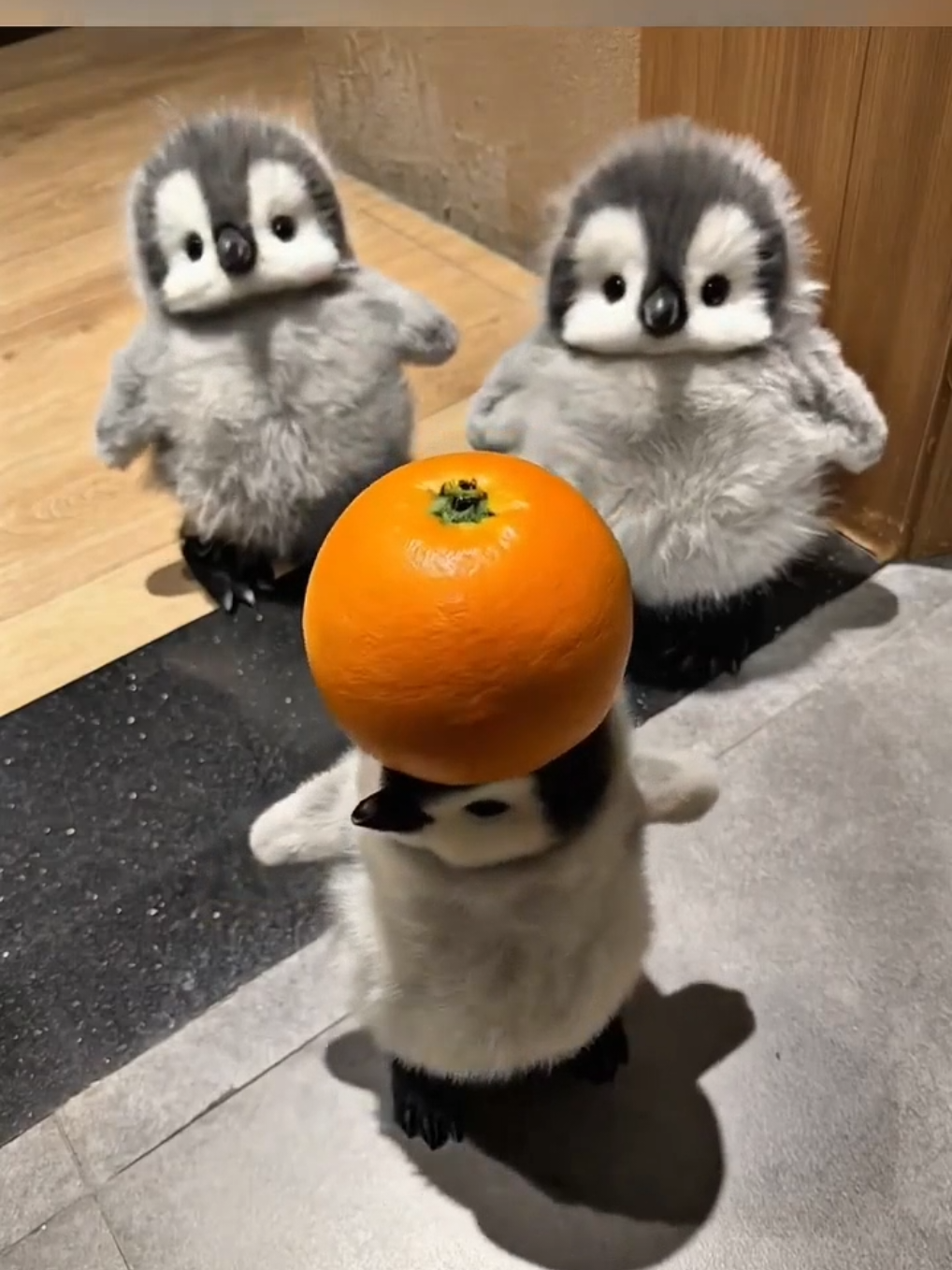 cuteness overload #pets #penguin #adorable #cuteness #animals #cuteanimals #fluffy 