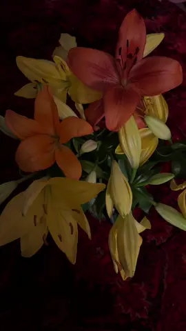 #Lilies #anything 