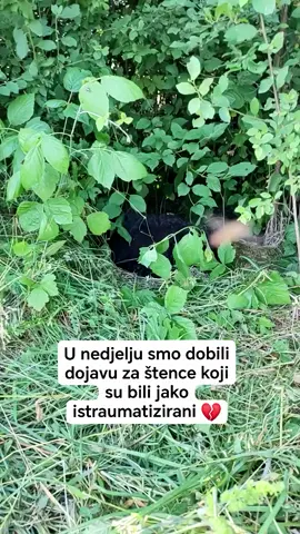 2 dana, 2 lovilice i puno strpljenja... ❤️ U nedjelju ujutro dobili smo dojavu za 2 štenića koja se nalaze uz jednu jako brzu i prometnu cestu... Skrivali su se u šipražju pored.  Došli smo tamo, a oni su svojim malim glavicama izvirivali van, tek toliko da znamo da su tu, ali toliko istraumatizirani i preplašeni toliko da bi na svaki naš korak bježali glavom bez obzira... 😞 Nismo htjeli puno riskirati, znali smo da su velike šanse da izlete na cestu pa smo postavili 2 lovilice. Do podne se već ulovila jedna curka, 3 sata kasnije su u obje lovilice bile još 2 crne glavice, a do sutradan navečer smo bili bogatiji za još 2 člana 😁 Od 2 smo došli do 5, od toga su 4 cure i 1 dečko ❤️ Malci su jako preplašeni, još uvijek nesigurni oko nas.. Dečkić je odlučan u tome da nas želi ugrist jer je mu se šikara baš sviđala, ali smo obećali da ćemo mu kroz tjedan dana promijeniti mišljenje 🥰 Tamo su ostala još 2 odrasla psa, jedan hrvatski ovčar koji šepa i drugi kojeg se vidi u rijetkim prilikama... Oboje su toliko divlji da smo ih najbliže vidjeli na 20m.  Lovilice su ponovno postavljene, sada strpljivo čekamo… Nadamo se da ćemo ih uskoro moći zbrinuti, pružiti im pomoć i barem jednu priliku u životu. Posebno ovčarku, on/ona hitno treba veterinarsku pomoć zbog šepanja, bojimo se da je ozljeda ozbiljna 💔 Držite fige, šaljite dobru energiju, dijelite ovu priču jer svaka pomoć, svaka poruka podrške i svako dijeljenje znače više nego što mislite 🙏 Ako želite pomoći donacijom, privremnim smještajem, volontiranjem ili slično, javite nam se 🤗 Zajedno možemo promijeniti njihove sudbine ❤️ #abandoneddog #dog #dogrescue #shelterdog #animalrescue #pas #ljubav #spašavanje #štene 