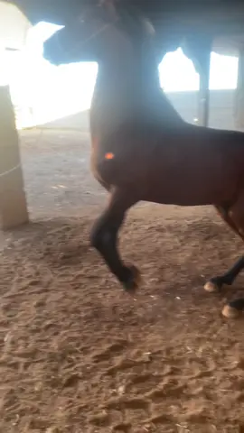 #الهم_صلي_على_محمد_وأل_محمد #فرسان_ليبيا ##خيل_وخياله🐎 #خيل_عربي_اصيل #فرسان_الخيل 
