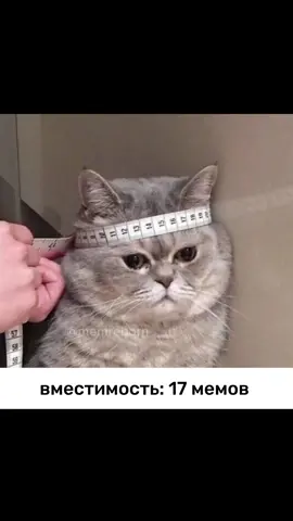 а у вас?🥸больше живых мемов в профиле 