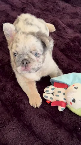 Adorable fluffy frenchie girl! #frenchie #frenchbulldogs #frenchiesoftiktok #frenchieoftheday #dog #❤️ #california #happy #fluffyfrenchie #fluffyfrenchiesoftiktok #fluffyfrenchies #sweet 