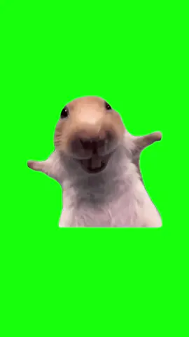 Laughing Rat | Green Screen #laugh #laughing #rat #funny #meme #memes #capcut #fyp 