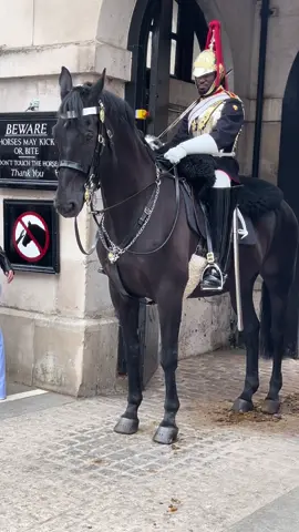 King’s Guard horse 
