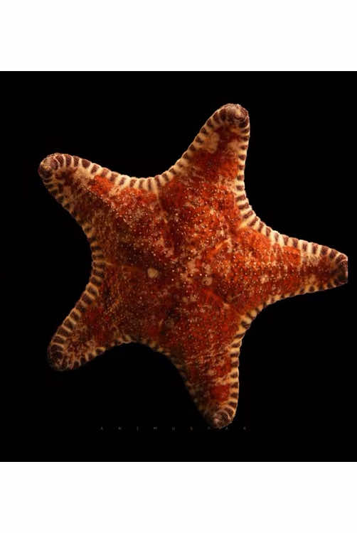 Choriaster granulatus, también conocida como granulated sea star o coloquialmente “penis‑starfish” por sus puntas rematadas que recuerdan la forma del órgano masculino 👀 #choriastergranulatus #estrelademar #vidamarina 