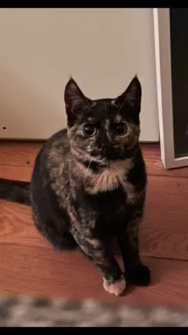 Ze zouden beter dubbel slote steken op die wc deuren!#kat #eng #engekat #engekatverhalen #engekatvideo #supereng #katten #scary #nietverschieten #superbang #fyp #scarystories #enge_kat_videos #scarystoriestotellinthedark #enge_kat_verhalen