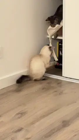 #cat #kitten #funnytiktok 