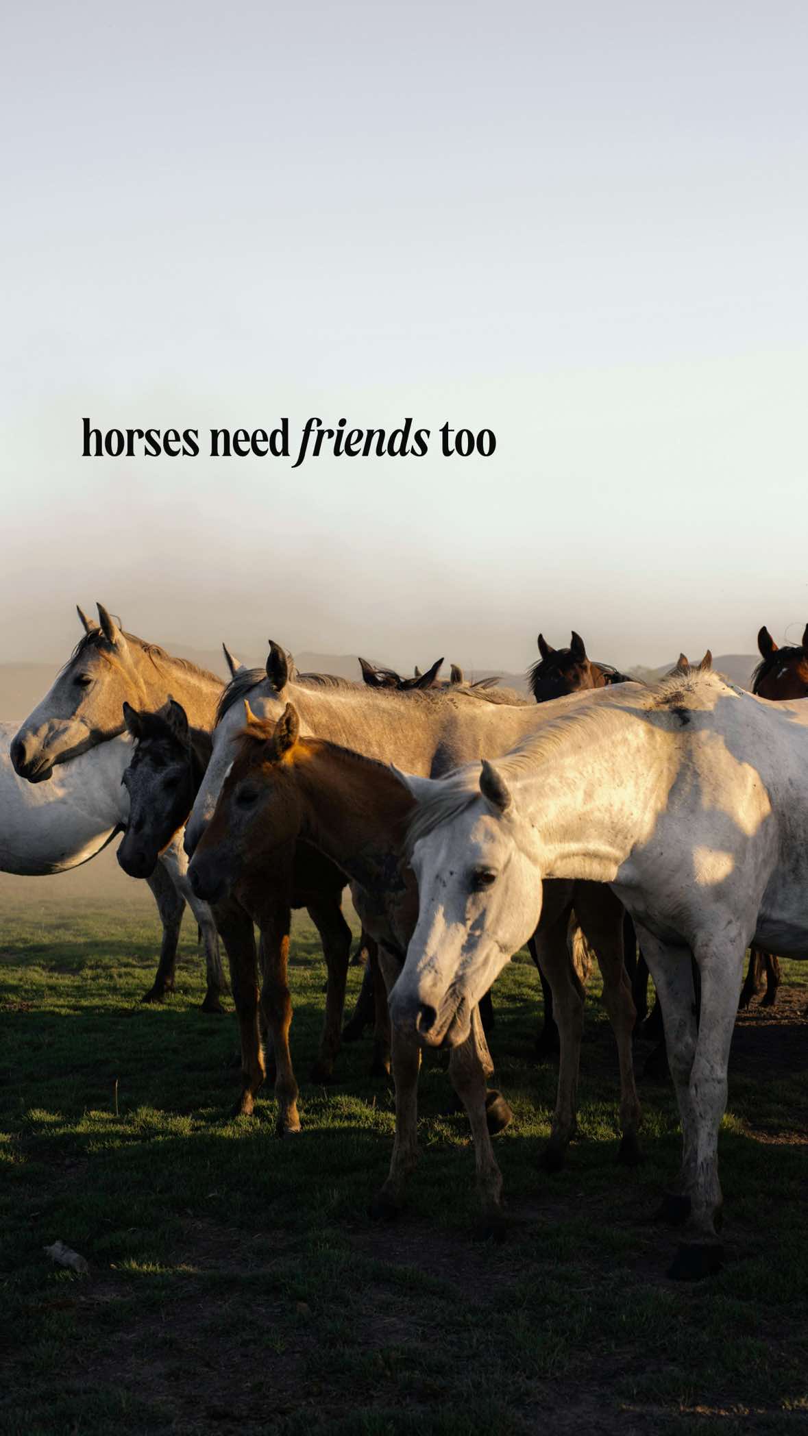 You wouldn’t leave a dog in a crate for 12-23 hours a day and expect them to thrive, right? So why do we do it to horses? Horses are deeply social animals. Their nervous system depends on co-regulation: mutual grooming, grazing together, sleeping near each other.  These aren’t luxuries. They’re biological NEEDS. When horses are isolated, we see: - increased cortisol levels - higher heart rates - more stereotypic behaviors (weaving, cribbing) - even suppressed immune function One study found that individually stabled horses had significantly more stress and fewer lying/resting behaviors than horses with access to social contact. (Søndergaard et al., 2011) In another, horses with physical social interaction were more relaxed, spent more time lying down, and showed fewer conflict behaviors. (Visser et al., 2008) Being “herd bound” is not a behavioral flaw. It’s a biological signal that your horse’s need for connection is unmet. If we want emotionally balanced, healthy horses, we HAVE to stop treating friendship like an afterthought or a bonus. Even one pasture mate can change your horse’s life. 🖤 Does your horse have a herd? Or even just one friend? #horsebehavior #horsewellfare #horseconnection #naturalhorsemanship #equestrian #libertyhorsemanship #foragefirst 