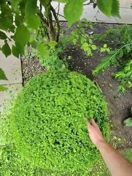 Gyatt (song: ilyTOMMY - fine shyt) #ilytommy #underground #fyppppppppppppppppppppppp #explorepage #xyzbca #memecut #rap #hoodtrap #jerk #bush #tree #plant #wthelly #viralvideo #lol #tiktokviral #tiktok 