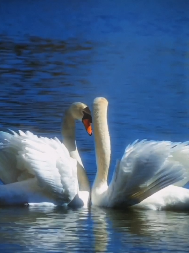 I love their courtship dances so much  🦢 💗✨ #swan #swandance #swans #animals #animalsoftiktok #wildlife #animals #cute #nature #foryoupage #foryou #fyp #tiktok 
