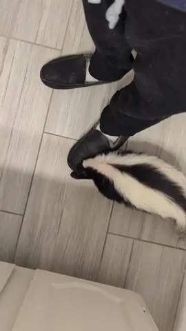 little granola snack for the baby #cute #fypシ #fyp #skunk #funny #pet 