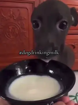 #dogdrinkingmilk 