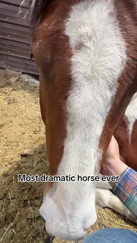 I was just trying to take him on a trail ride 