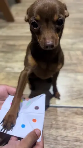 essa é pra quem tem Pet 🐶  #pet #animaisfofos #pinscher#viraliza #pinchertiktok #cachorros 