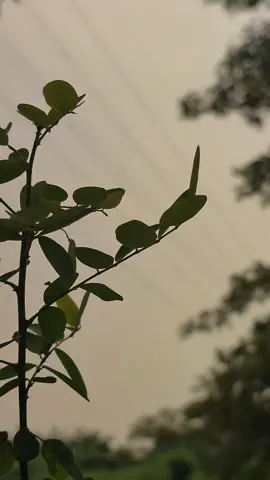 في بعض الأحيان لا يجيبك الله فورًا، فهو يريدك أن تبقى قريبًا منه. Terkadang Allah tak langsung jawab,ia ingin Kamu tetap dekat. #gusilham #gusilhampasuruan #sadvibes🥀 #🥀 #senimerayukekasih #masukberandamuu 