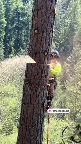 #arboleros🌲👊 #adrenaline #viralvideo #trending #paratii #⚠️⚠️⚠️⚠️⚠️⚠️ #éstevideocontieneactospeligroos #fyp 