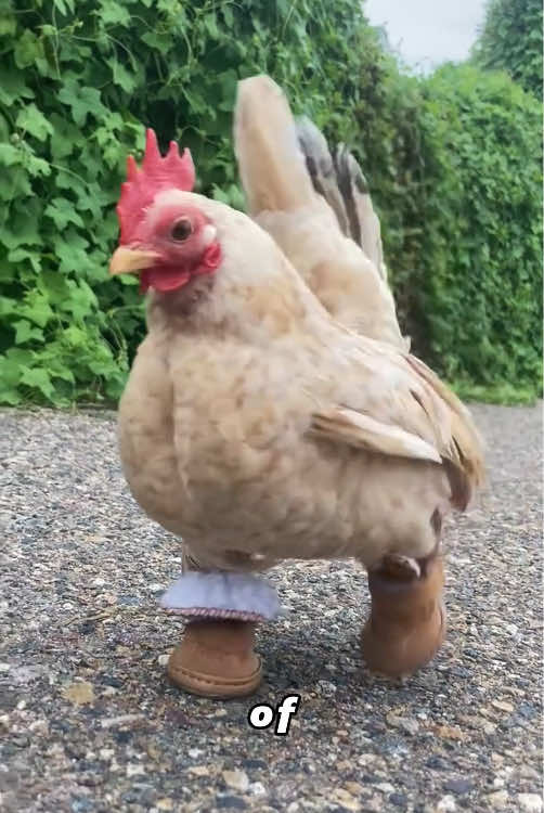 Chicks in boots#tiktok #animal #Love #cute #foryou 