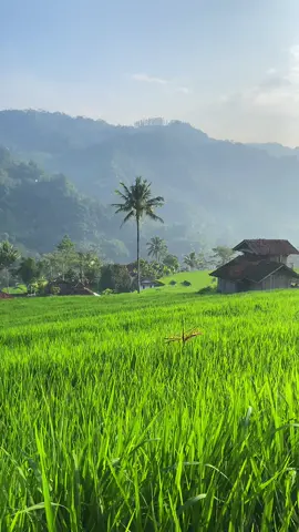 Wilujeng enjing baraya sing sarehat , kaleresan dinten ieu mah cerah baraya #fyp #pedesaan #sawah #pemandangan 