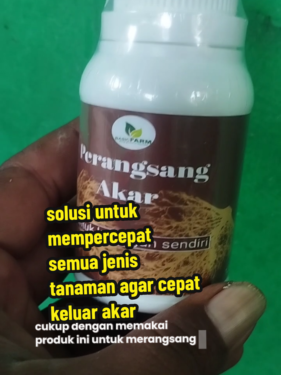 #perangsangakar#mempercepatpertumbuhansemuajenistanaman#solusiuntuksemuapembuatansemuajenisbibit#petanisukses💪🌾🌿 