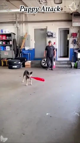 The moment when a puppy accidentally hurts its owner🤣🤣#petlover #funny #funnypuppy #dogsoftiktok #reaction #puppyattack #fypシ #tiktok #usa 