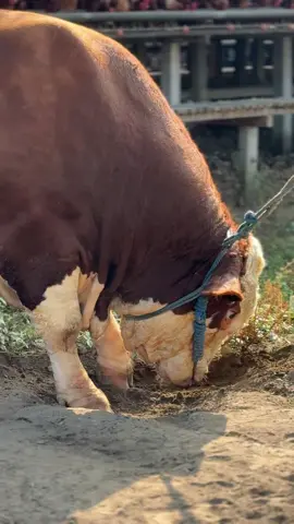 leres gus #sapi #bossapi 
