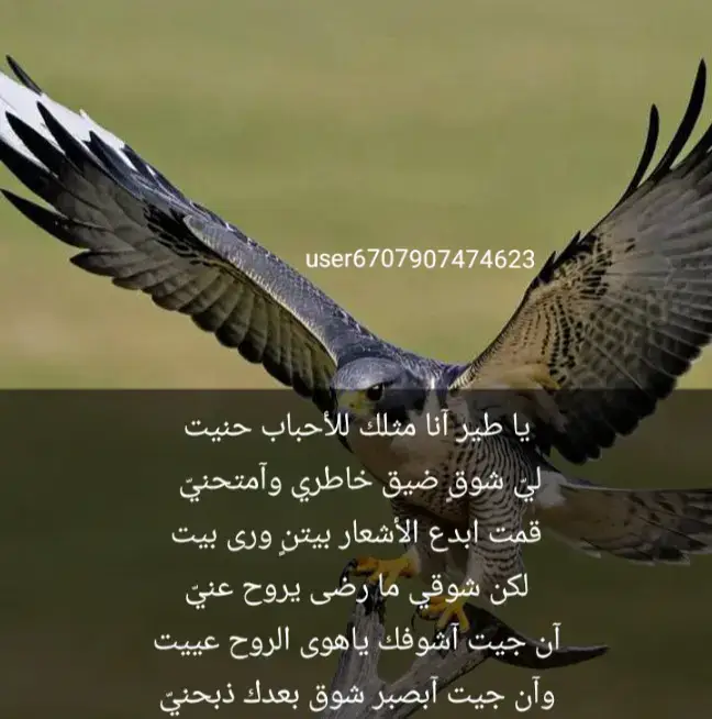 يا طير آنا مثلك للأحباب حنيت....ليّ شوقٍ ضيق خاطري وآمتحنيّ