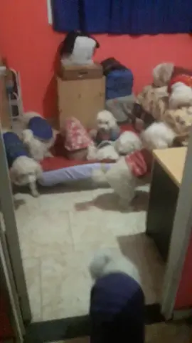 La Manada Argentina esperando a mami para dornir buenas noches .