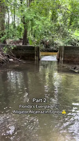 Should I go in? #alligatoralcatraz #floridaswamps #floridaeverglades